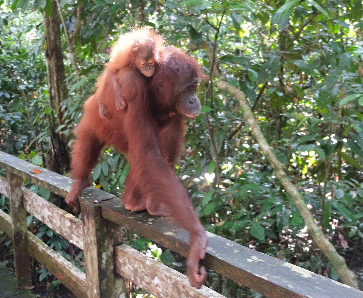 Mother orangutan carrying her baby along a wooden boardwalk railing in the rainforest